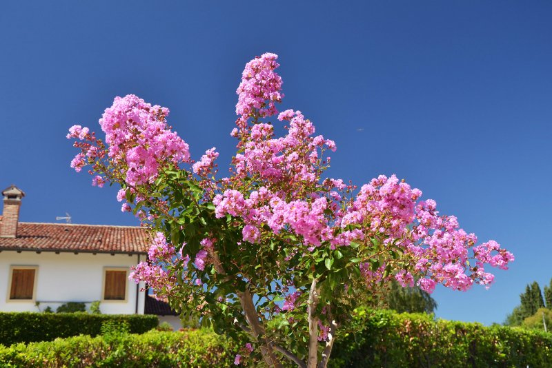 Cittaslow botanik