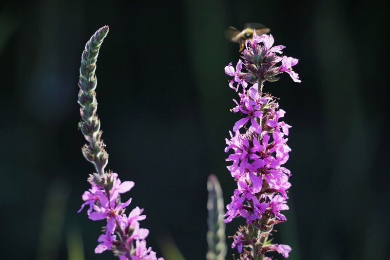 Вероника колосистая - Veronica spicata