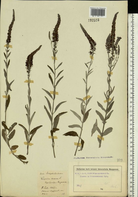 Вероника длиннолистная (Veronica longifolia)
