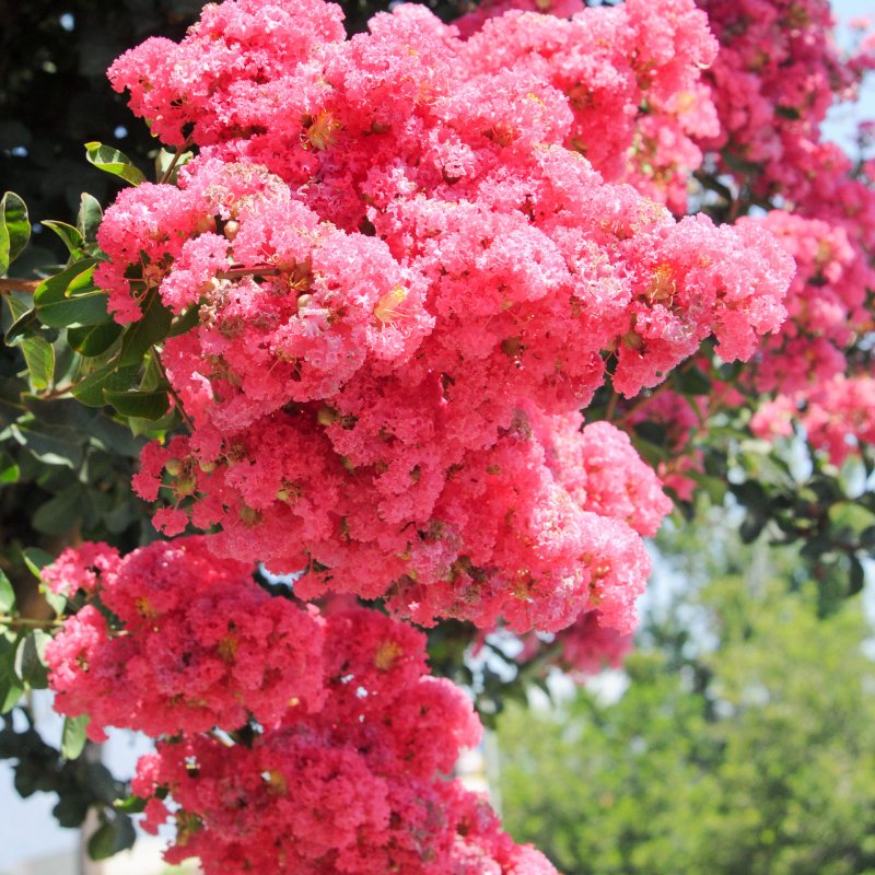 Lagerstroemia ‘’Natchez’’