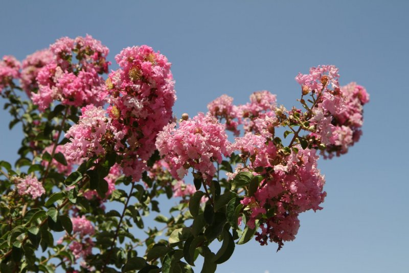 Lagerstroemia ‘’Natchez’’