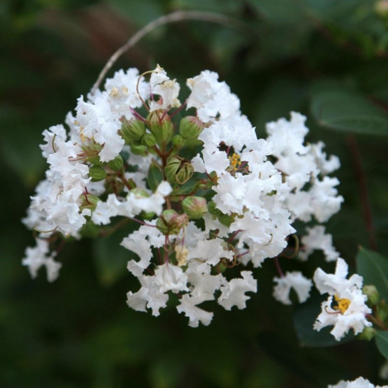 Лагерстремия Indica rosea