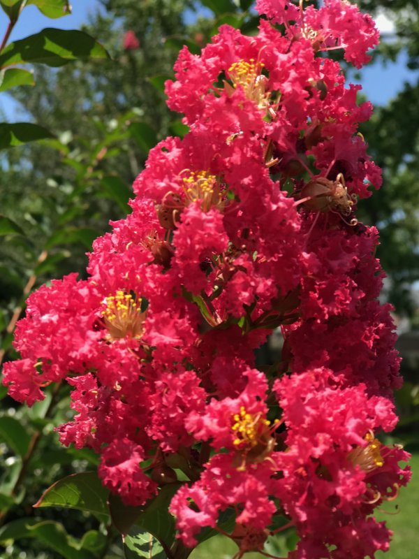 Лагерстремия Indica rosea