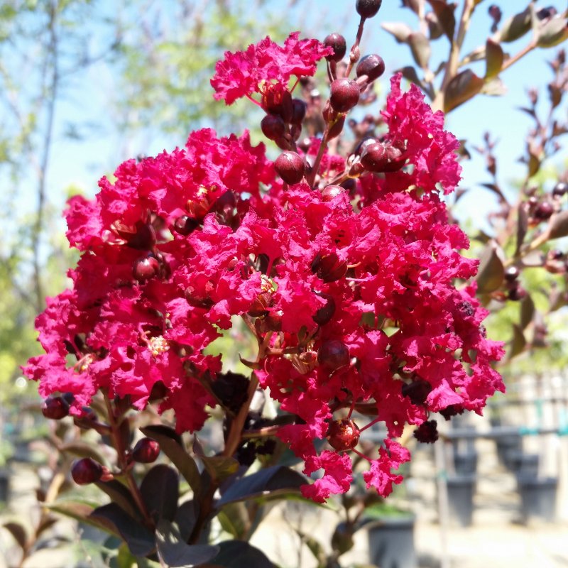 Crape Myrtle обувь фото