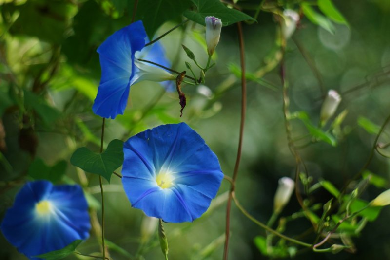 Вьюнок мавританский early Blue