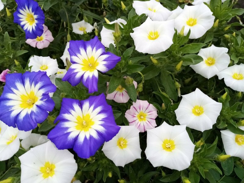 Ипомея трехцветная Ipomoea Tricolor