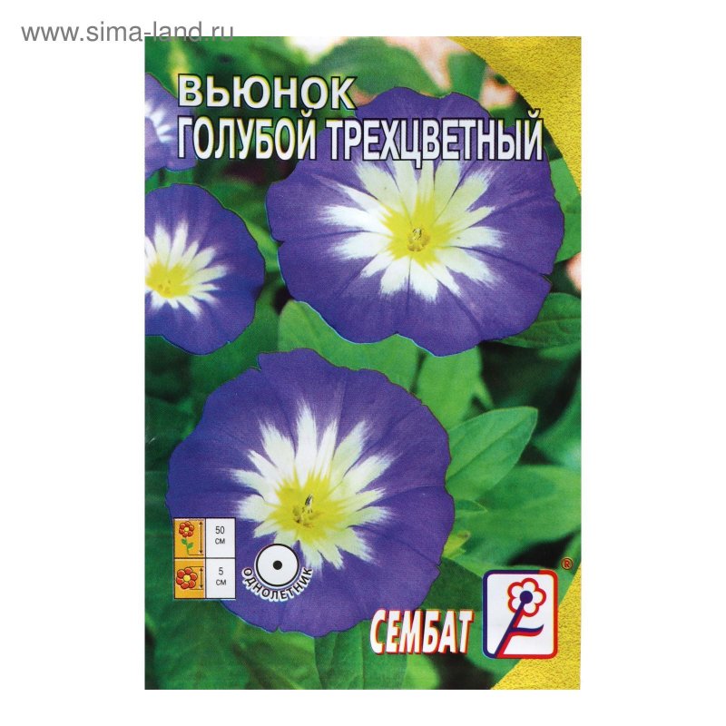 Вьюнок трехцветный голубой Агрессор
