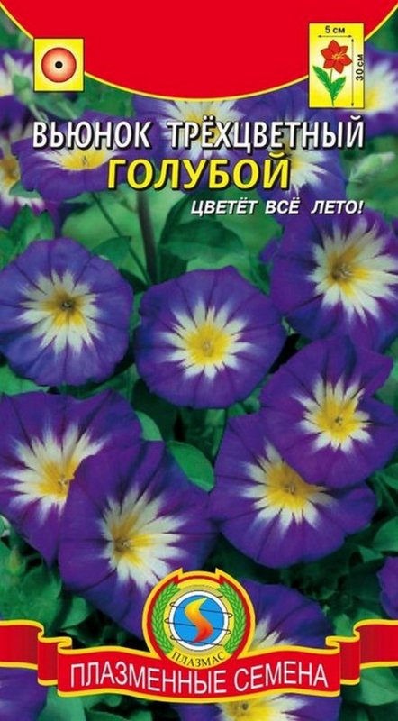 Вьюнок Конвольвулюс Блу