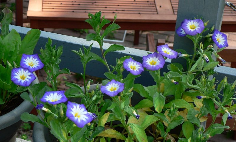 Вьюнок трехцветный Convolvulus Tricolor