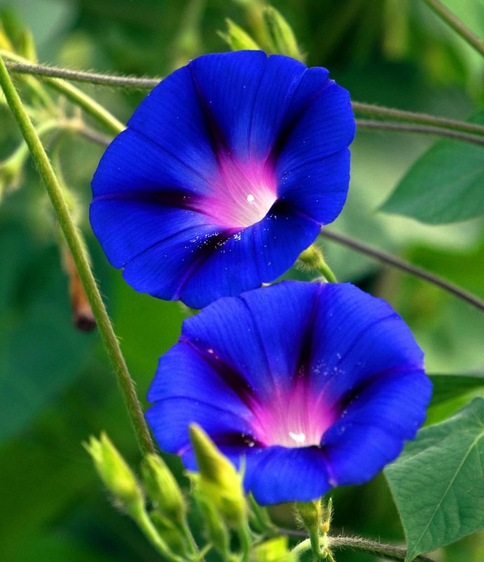 Ипомея Heavenly Blue