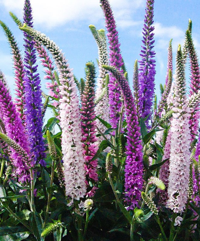 Вероника колосковая (Veronica spicata )