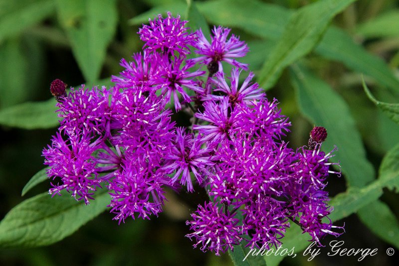 Vernonia crinita