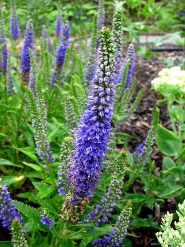 Вероника колосковая Blue Bouquet