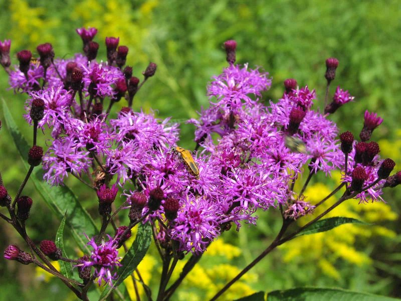 Vernonia noveboracensis