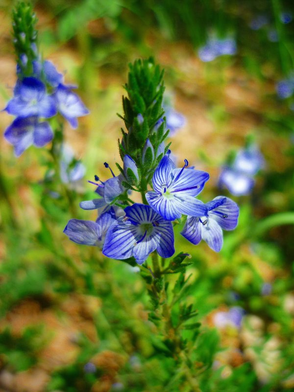 Вероника Австрийская Knallblau