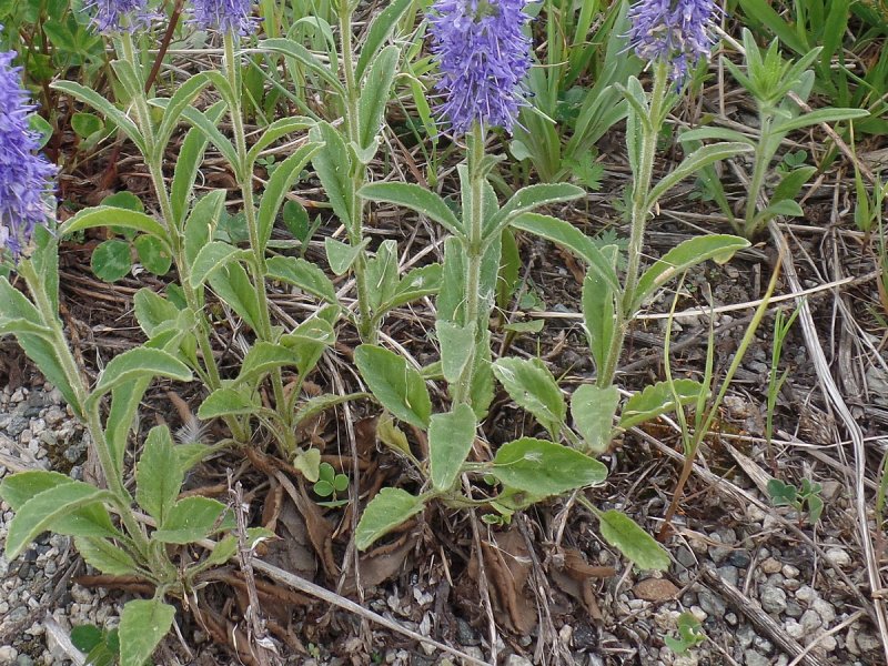 Veronica porphyriana