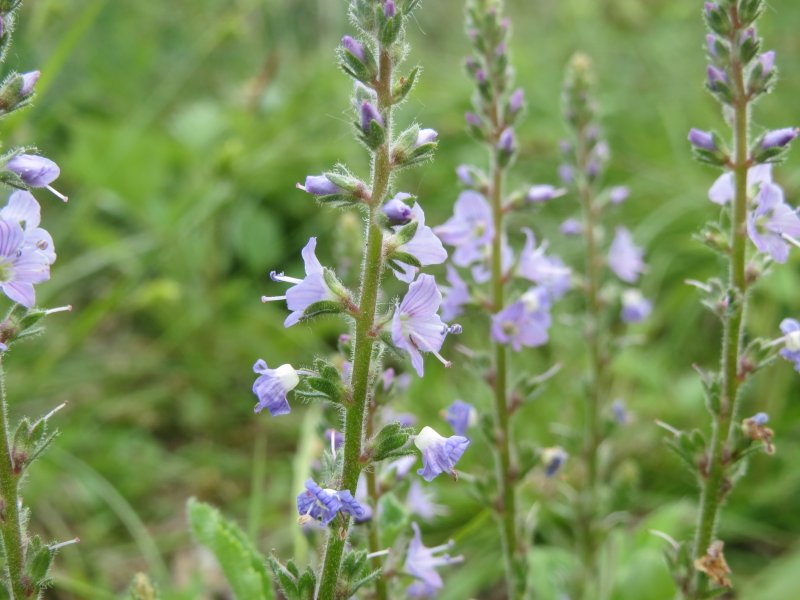 Вероника spicata