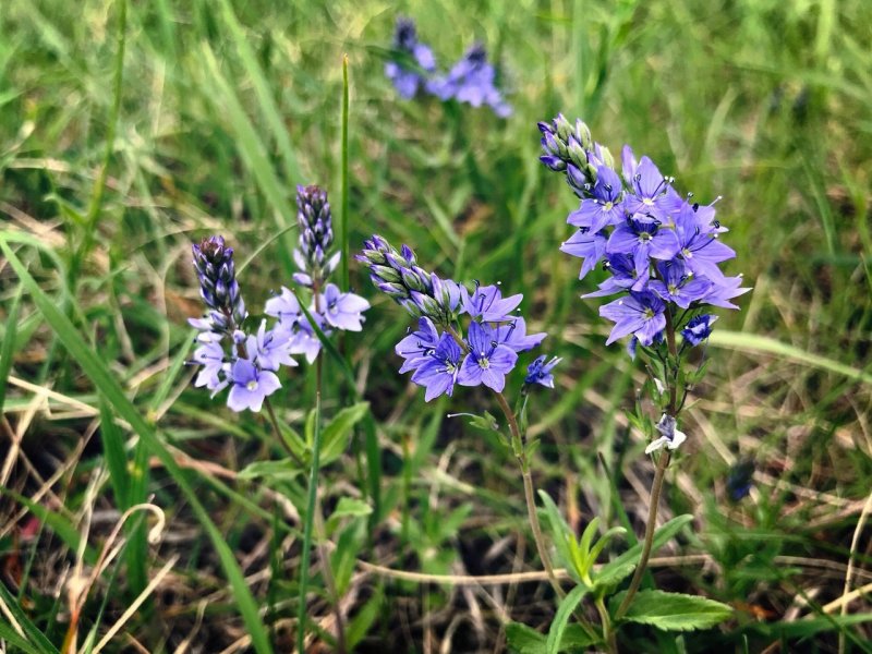 Мадейра Echium fastuosum