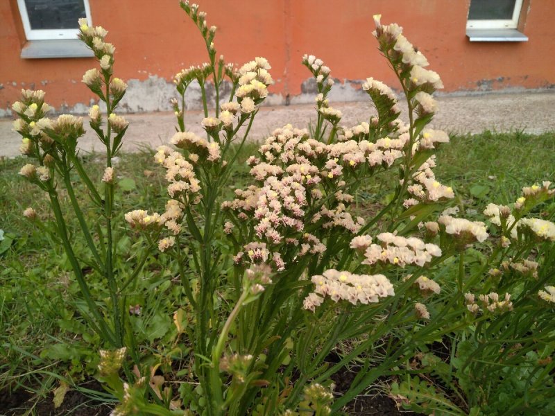 Статица в огороде
