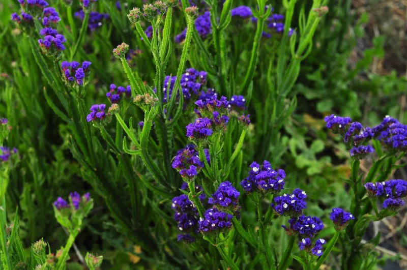 Limonium sinuatum