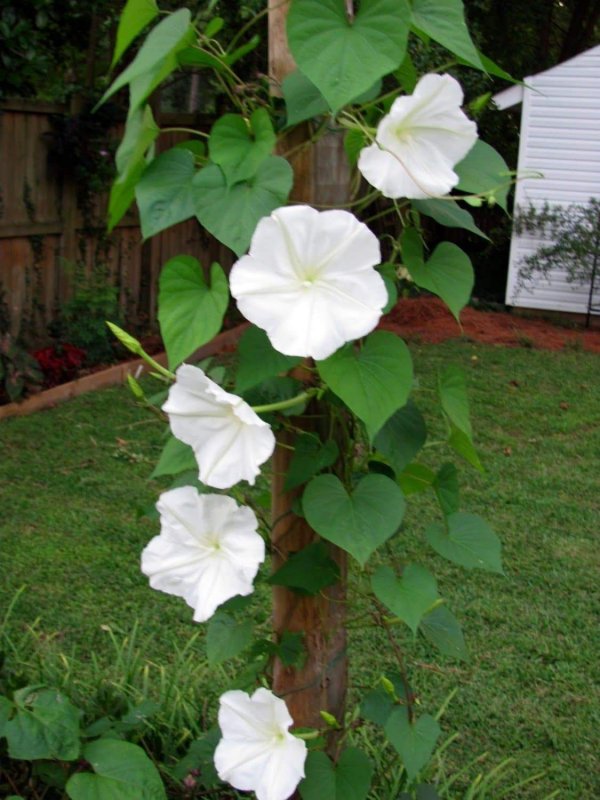 Ипомея трехцветная Ipomoea Tricolor