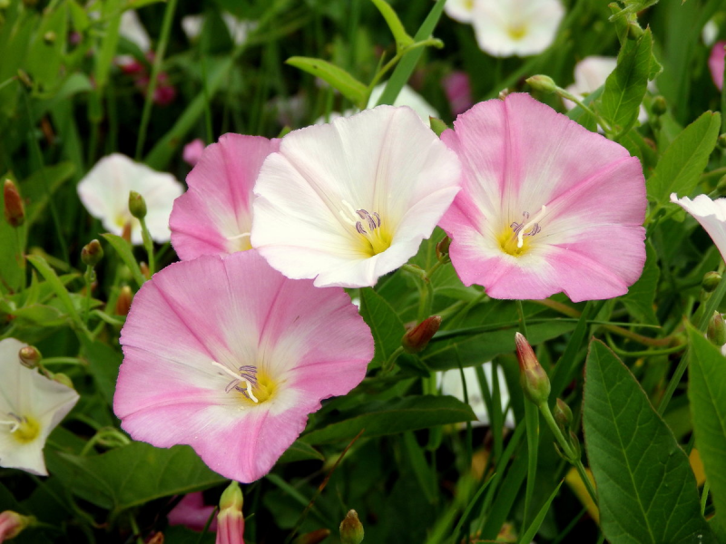 Вьюнок полевой Convolvulus arvensis