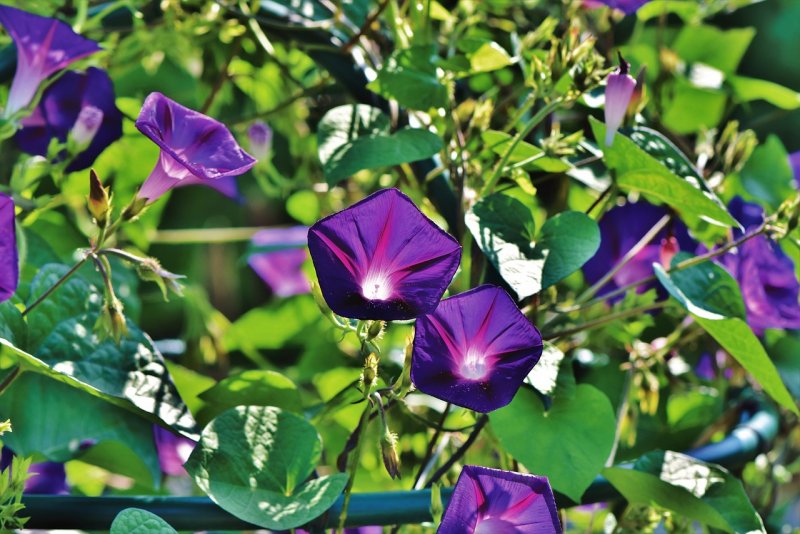 Ipomoea purpurea ”Kniola’s Black”