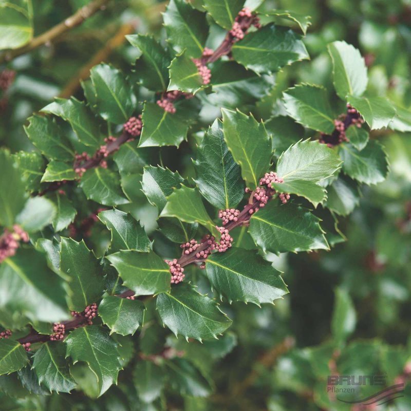 Ilex meserveae ''Blue Angel''