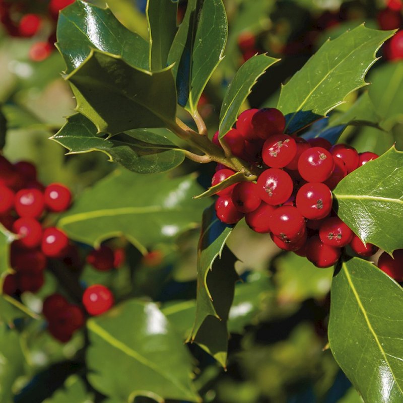 Падуб Ilex