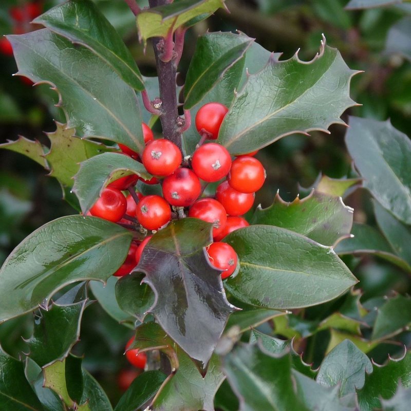 Ilex meserveae 'Blue Prince'
