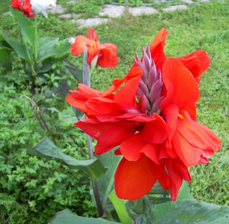 Канна черри ред