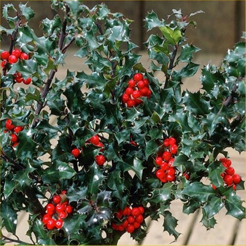 Ilex x meserveae Blue girl