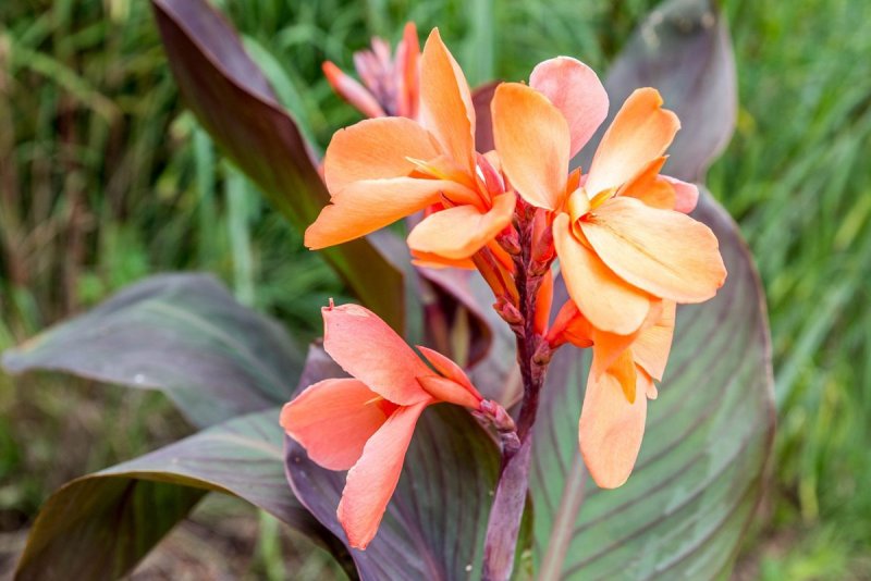 Канна (canna giant Red) i