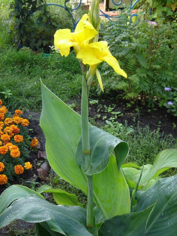 Канна (canna Fiesta) i