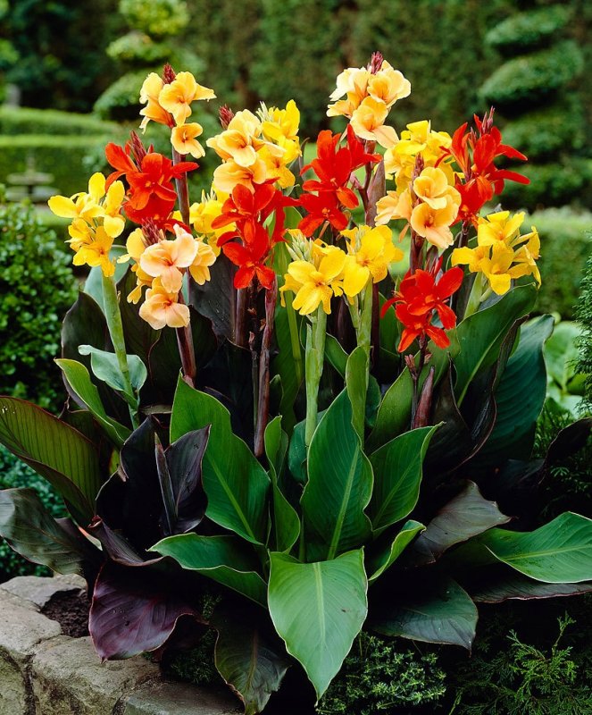 Канна Эмпайр