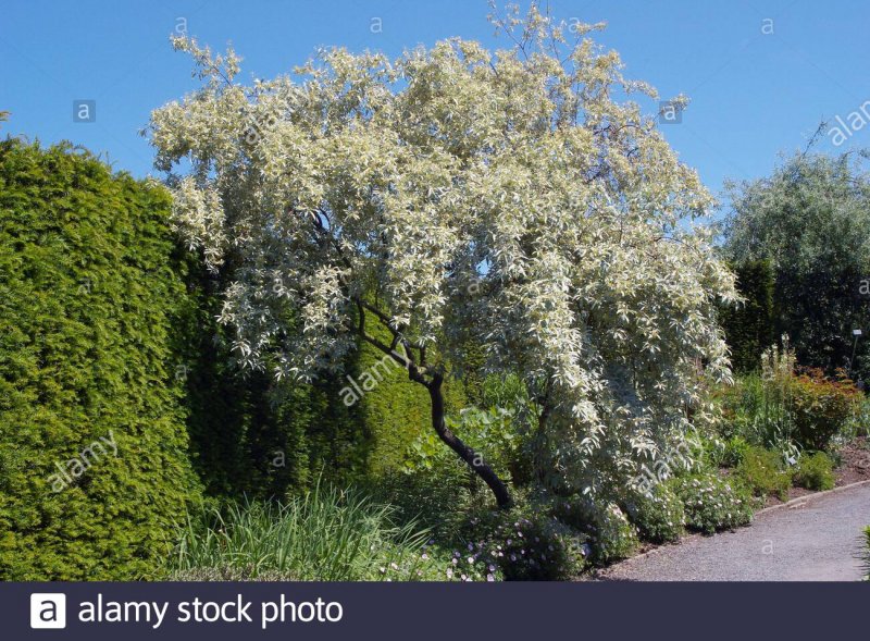 Лох серебристый Elaeagnus