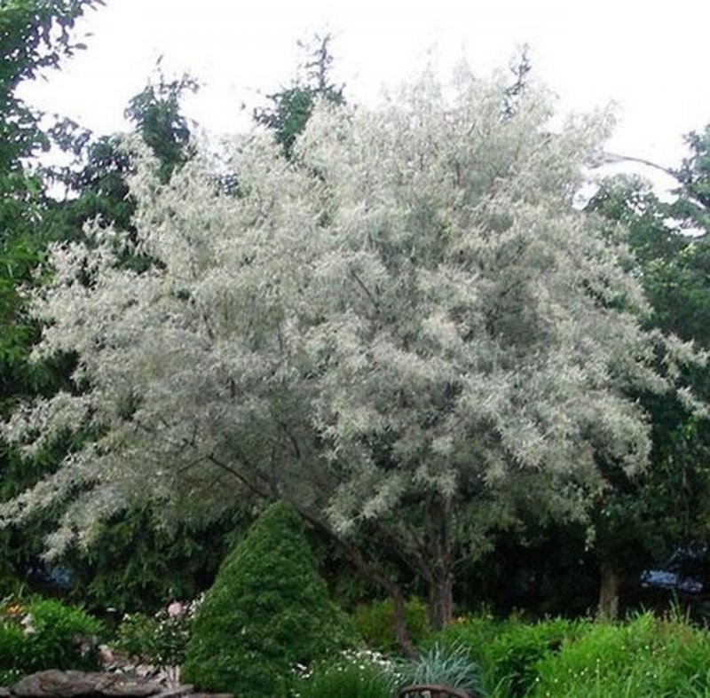 Elaeagnus argentea