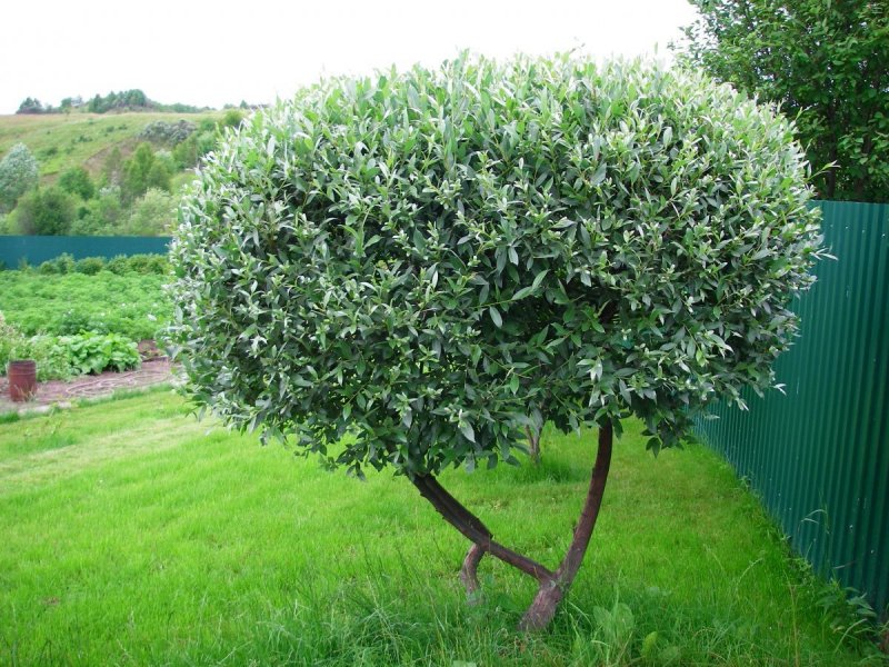Лох серебристый (Elaeagnus commutata)