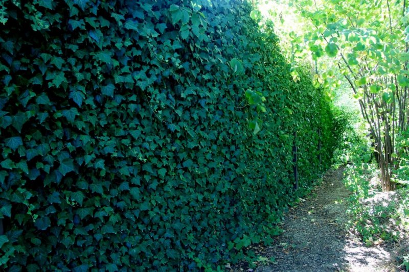 Плющ(Hedera Helix) Живая изгородь