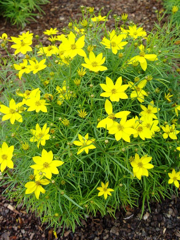 Кореопсис verticillata