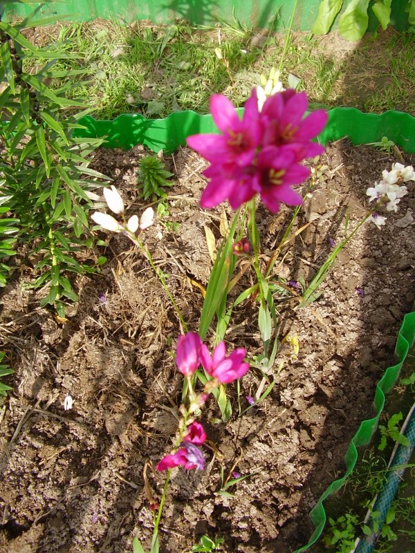 Иксия луковицы