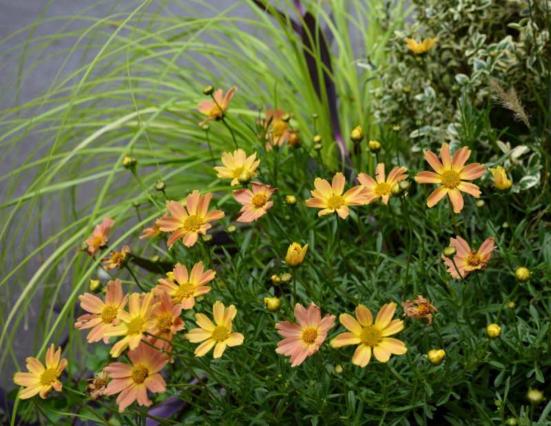 Coreopsis verticillata ‘Sweet Marmalade’ фото