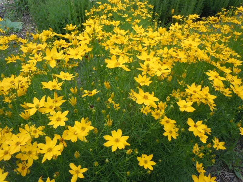 Coreopsis verticillata Zagreb