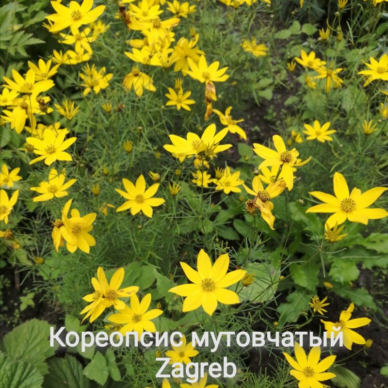 Кореопсис мутовчатый желтый