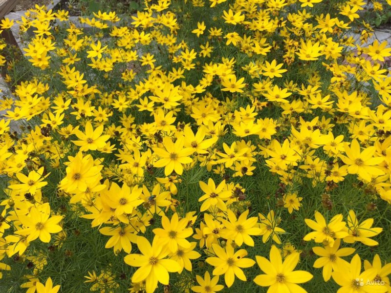 Кореопсис (Coreopsis Zagreb