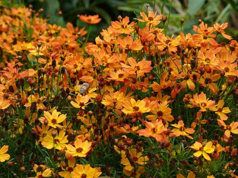 Кореопсис verticillata