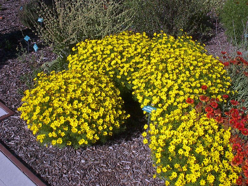 Кореопсис Coreopsis Imperial Sun