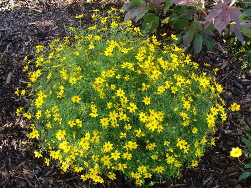 Кореопсис Coreopsis verticillata Tweety