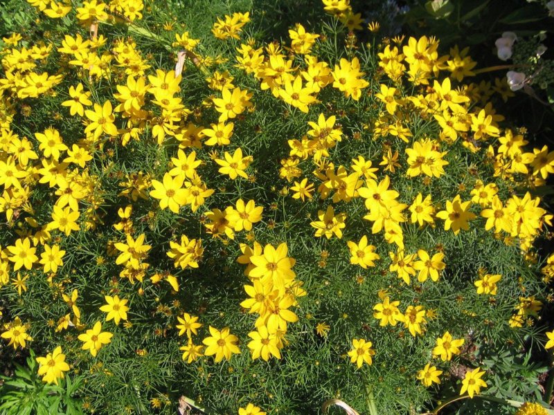 Кореопсис Coreopsis verticillata