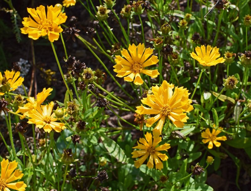 Кореопсис Coreopsis verticillata